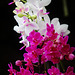 Orchids 9