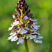 Orchis purpurea - Orchis pourpre - Boncourt - Eure-et-Loir