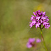 Anacamptis pyramidalis - Orchis pyramidal