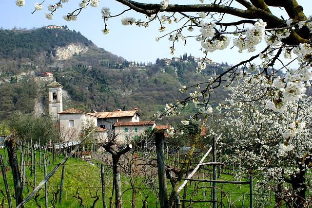 Fiori primaverili  a Tremosine.  ©UdoSm