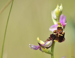 Ophrys fuciflora - Ophrys bourdon