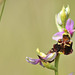 Ophrys fuciflora - Ophrys bourdon