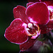 Orchids 12