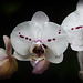 Orchids 13