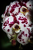 Orchids 14