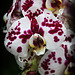 Orchids 14