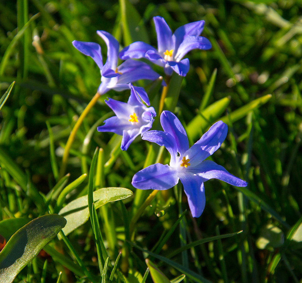 20140320 1108VRAw [D-E] Blume, Schloss Borbeck, Essen