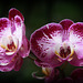 Orchids 15