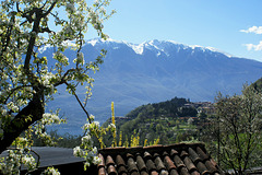 Es blüht schon in Tremosine, während hoch über Malcesine noch Schnee am Monte Baldo liegt... ©UdoSm