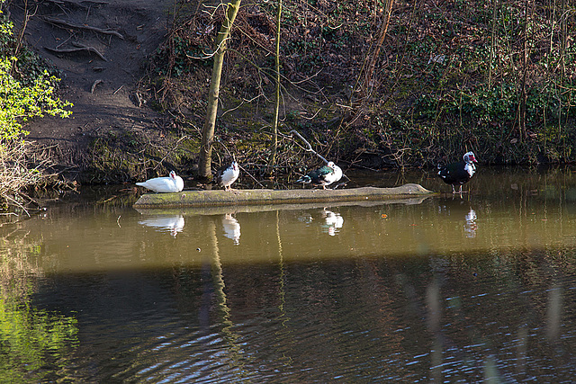 20140320 1107VRAw [D-E] Enten, Schloss Borbeck, Essen