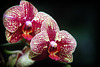 Orchids 16