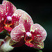 Orchids 16