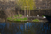 20140320 1106VRAw [D-E] Enten, Schloss Borbeck, Essen