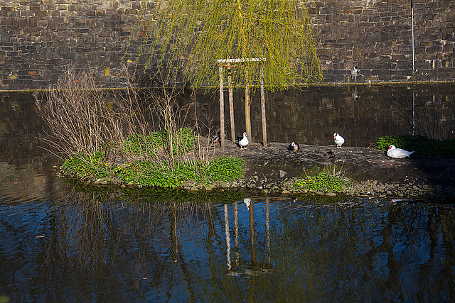 20140320 1106VRAw [D-E] Enten, Schloss Borbeck, Essen