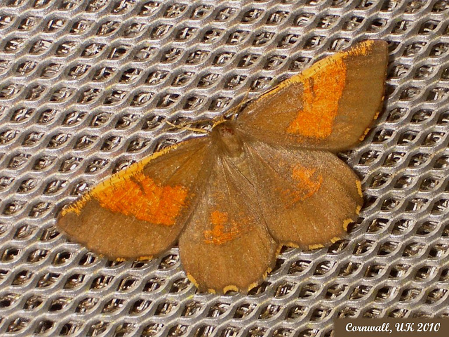 1924 Angerona prunaria ab. corylaria (Orange Moth)