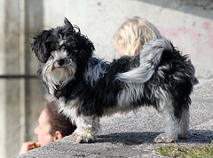 Wuscheliger kleiner Hund