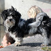 Wuscheliger kleiner Hund