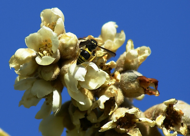 Blüte der Japanische Wollmispel. ©UdoSm