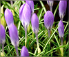 crocus