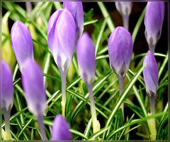 crocus