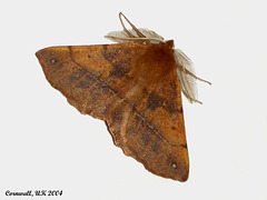 1923 Colotois pennaria (Feathered Thorn)