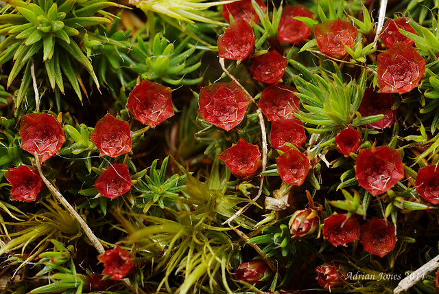 Polytrichum piliferum?