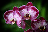 Orchids 19