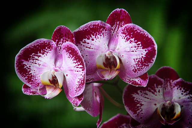 Orchids 19