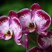 Orchids 19