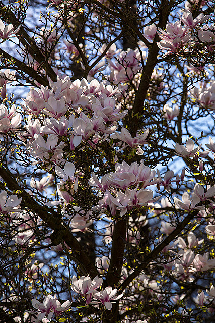 20140320 1102VRAw [D-E] Magnolie, Schloss Borbeck, Essen