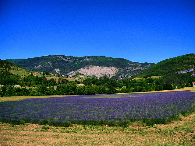 Lavandes en Vercors