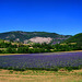 Lavandes en Vercors