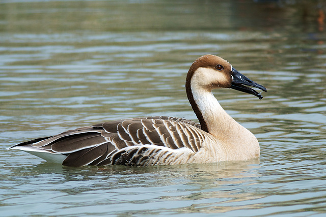 Swan Goose