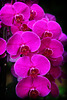 Orchids 23