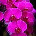Orchids 23