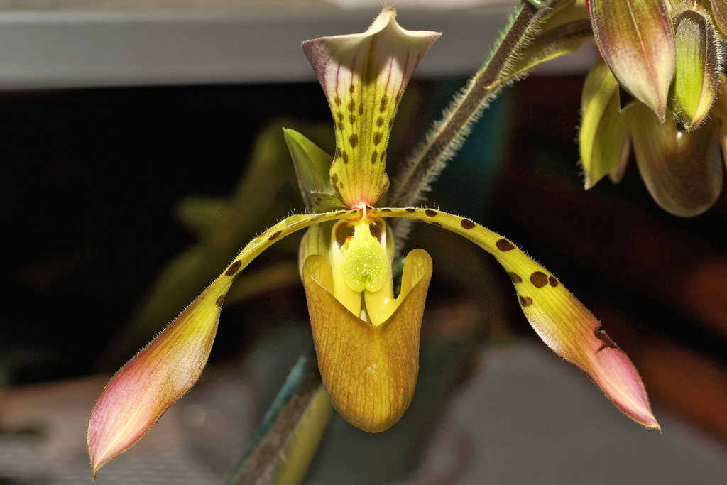 Paphiopedilum Haynaldianum – Pennsylvania Convention Center, Philadelphia, Pennsylvania