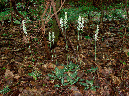 Goodyera pubescens (Downy Rattlesnake Plantain orchid)