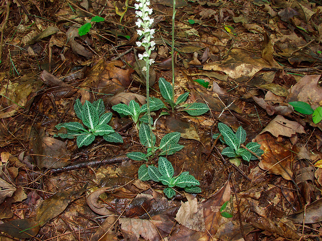 Goodyera pubescens (Downy Rattlesnake Plantain orchid)