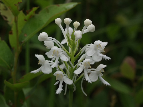 Platanthera blephariglottis (Northern White Fringe orchid)