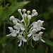 Platanthera blephariglottis (Northern White Fringe orchid)