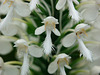 Platanthera blephariglottis (Northern White Fringe orchid)