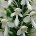 Platanthera blephariglottis (Northern White Fringe orchid)