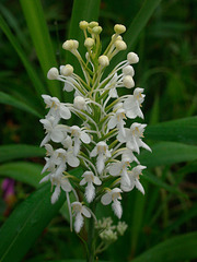 Platanthera blephariglottis (Northern White Fringe orchid)
