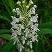 Platanthera blephariglottis (Northern White Fringe orchid)