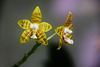 Orchids 24