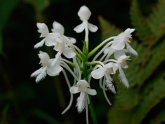 Platanthera blephariglottis (Northern White Fringe orchid)