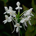 Platanthera blephariglottis (Northern White Fringe orchid)