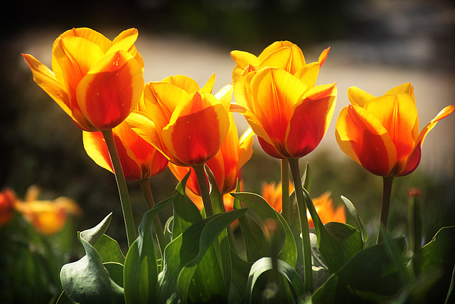 Tulips 2