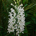 Platanthera blephariglottis (Northern White Fringe orchid)