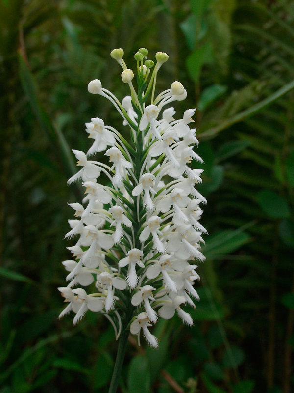 Platanthera blephariglottis (Northern White Fringe orchid)